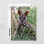 ロックワラビーのポストカード ポストカード (正面/裏面)