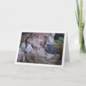 ロック上の赤いコマドリ カード (正面)