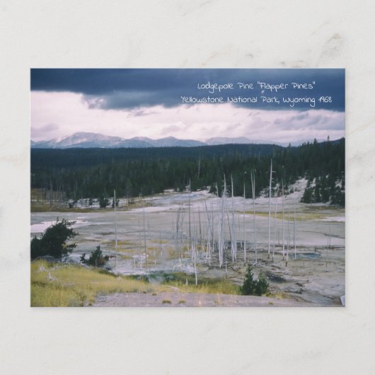 ロッジポールパインイエローストーン国立公園1968 ポストカード (正面)