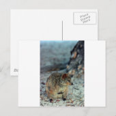 ロッツネストアイランドのかわいいフューリー・クオッカ ポストカード (正面/裏面)