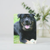 ロッティはがき ポストカード (スタンド正面)