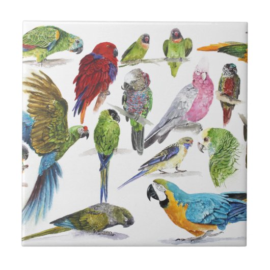 ロットのオウムの多くおよび多くおよびギフトの多く タイル (正面)