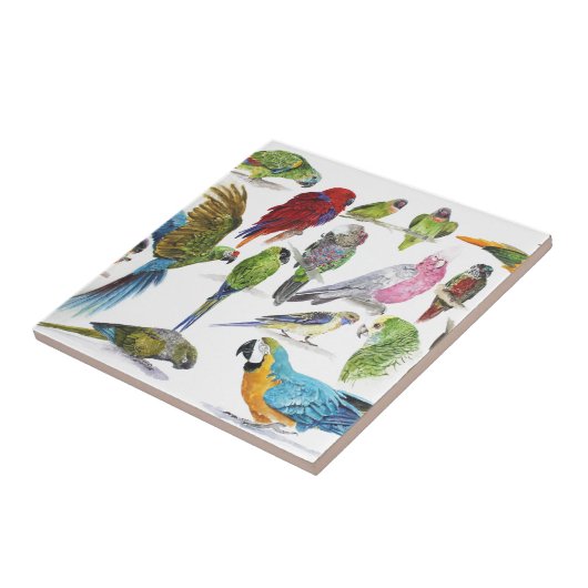 ロットのオウムの多くおよび多くおよびギフトの多く タイル (側面)