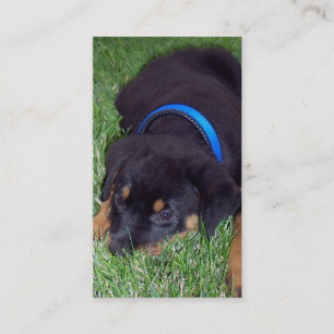 ロットワイラーの子犬 名刺