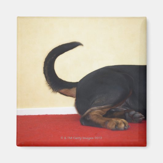 ロットワイラーの尻尾、後部部分 マグネット (正面)