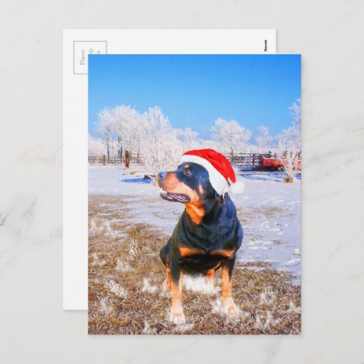 ロットワイラードッグ絵画クリスマス シーズンポストカード (正面/裏面)