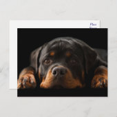 ロットワイラー子犬あいさつはがき-空白の - ポストカード (正面/裏面)