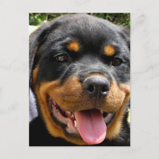 ロットワイラー子犬顔犬かわいい ポストカード (正面)