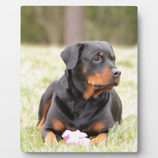 ロットワイラー犬 フォトプラーク (正面)