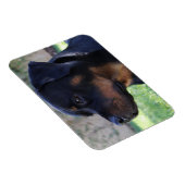 ロットワイラー磁石 マグネット (右側)