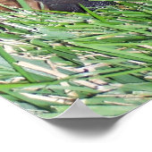 ロットワイラー。 ポスター (角)