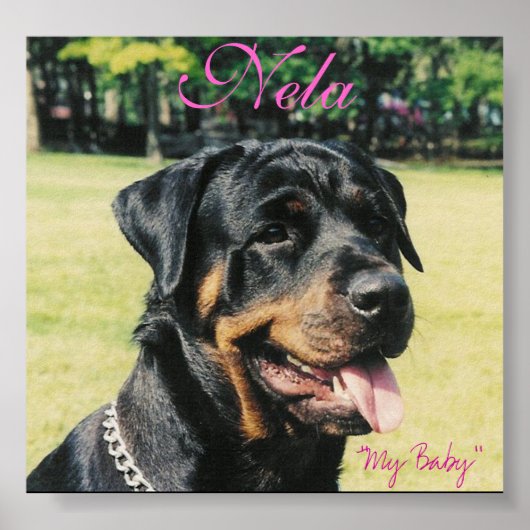 ロットワイラー ポスター (正面)