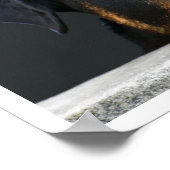 ロットワイラー ポスター (角)