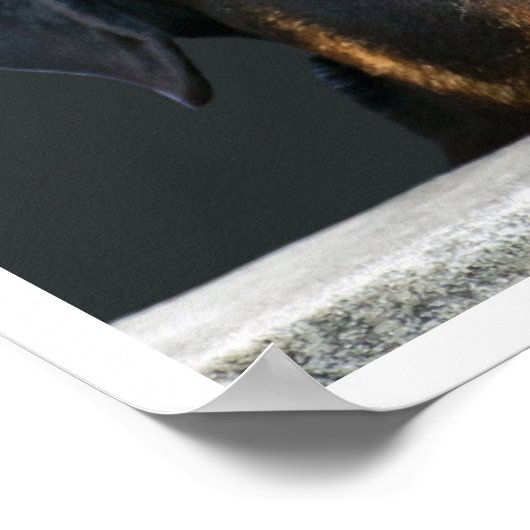 ロットワイラー ポスター (角)