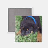 ロットワイラー。 マグネット (正面/裏面)