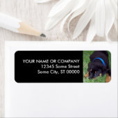 ロットワイラー。 ラベル (インサイチュ)