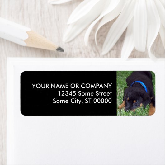 ロットワイラー。 ラベル (インサイチュ)