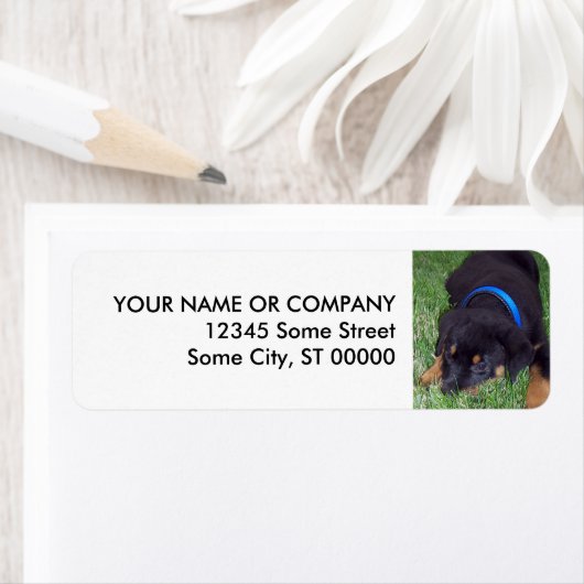 ロットワイラー。 ラベル (インサイチュ)