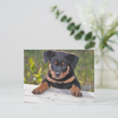 ロットワイラー 子犬 ポストカード (スタンド正面)