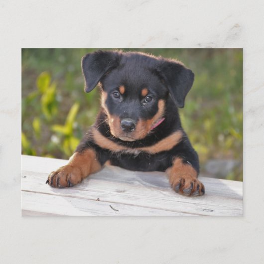ロットワイラー 子犬 ポストカード (正面)