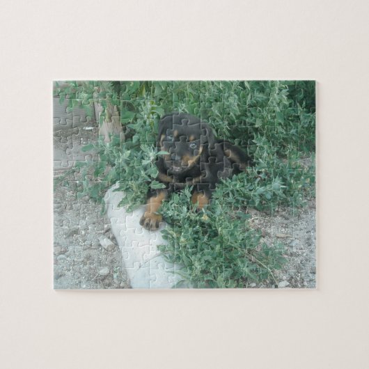 ロットワイラー 子犬 写真 ジグソーパズル (横)