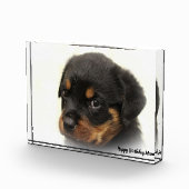 ロットワイラー 犬 フォトブロック (右)