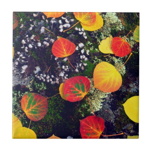 ロッ葉キー山地の地衣で覆われた岩の上の タイル (正面)