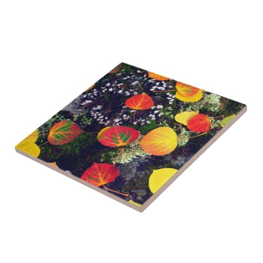 ロッ葉キー山地の地衣で覆われた岩の上の タイル (側面)