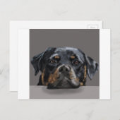 ロツイラー ポストカード (正面/裏面)