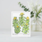 ロディオラプラントハーブ勉強マテリアメディカ ポストカード (スタンド正面)