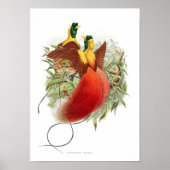 ロディゲシアミラビリス ポスター (正面)