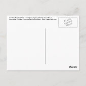 ロデオのポストカードアートで若いカウボーイズのラウンドアップタイム ポストカード (裏面)