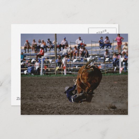 ロデオの騎手が牛から落ちる ポストカード (正面/裏面)