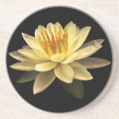 ロトス コースター (正面)