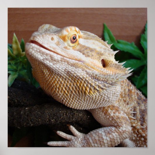 ロニー2 ポスター (正面)