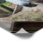 ロバおもしろいーポスター ポスター (角)