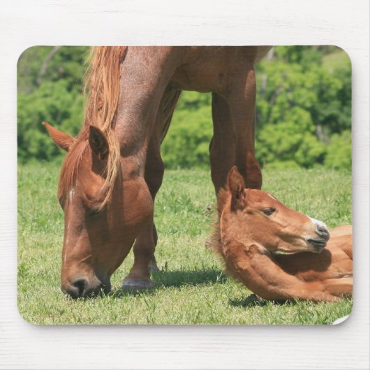 ロバおよび子馬のマウスパッド マウスパッド (正面)