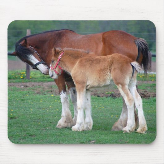 ロバおよび子馬2のmousepad マウスパッド (正面)