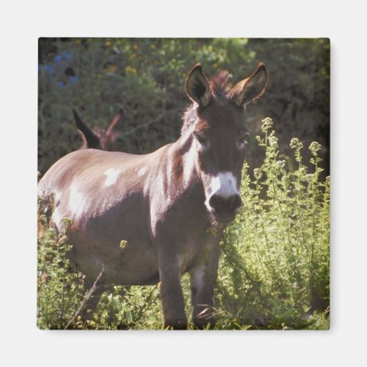 ロバと牧草地 マグネット (正面)