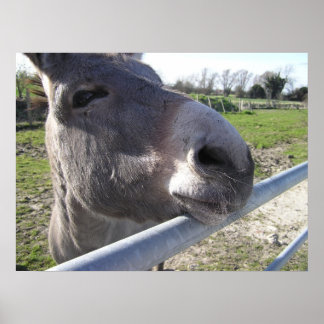 ロバのポスター ポスター