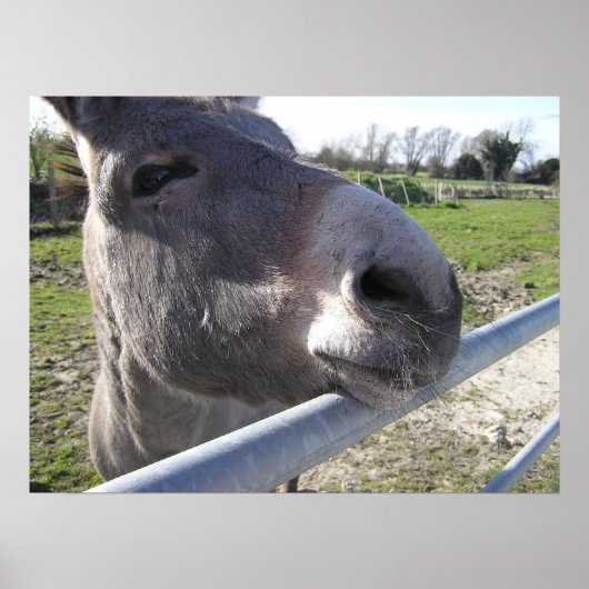 ロバのポスター ポスター (正面)