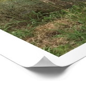 ロバの写真 ポスター (角)