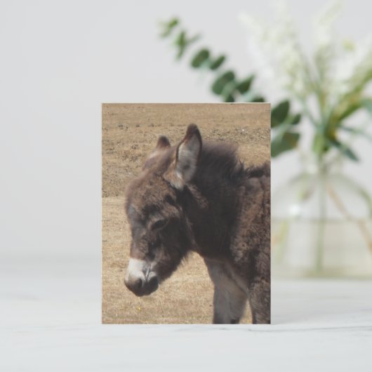 ロバの写真 ポストカード (スタンド正面)