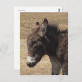 ロバの写真 ポストカード (正面/裏面)