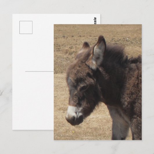 ロバの写真 ポストカード (正面/裏面)