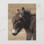 ロバの写真 ポストカード (正面)