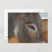 ロバの思考 農場の動物写真 ポストカード (正面/裏面)