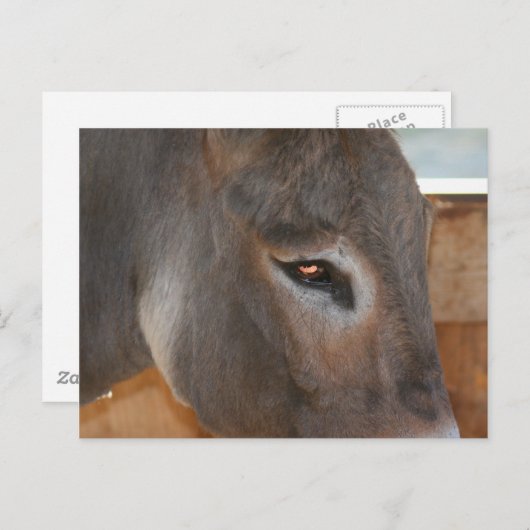ロバの思考 農場の動物写真 ポストカード (正面/裏面)