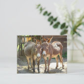 ロバの愛のはがき ポストカード (スタンド正面)