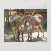 ロバの愛のはがき ポストカード (正面)